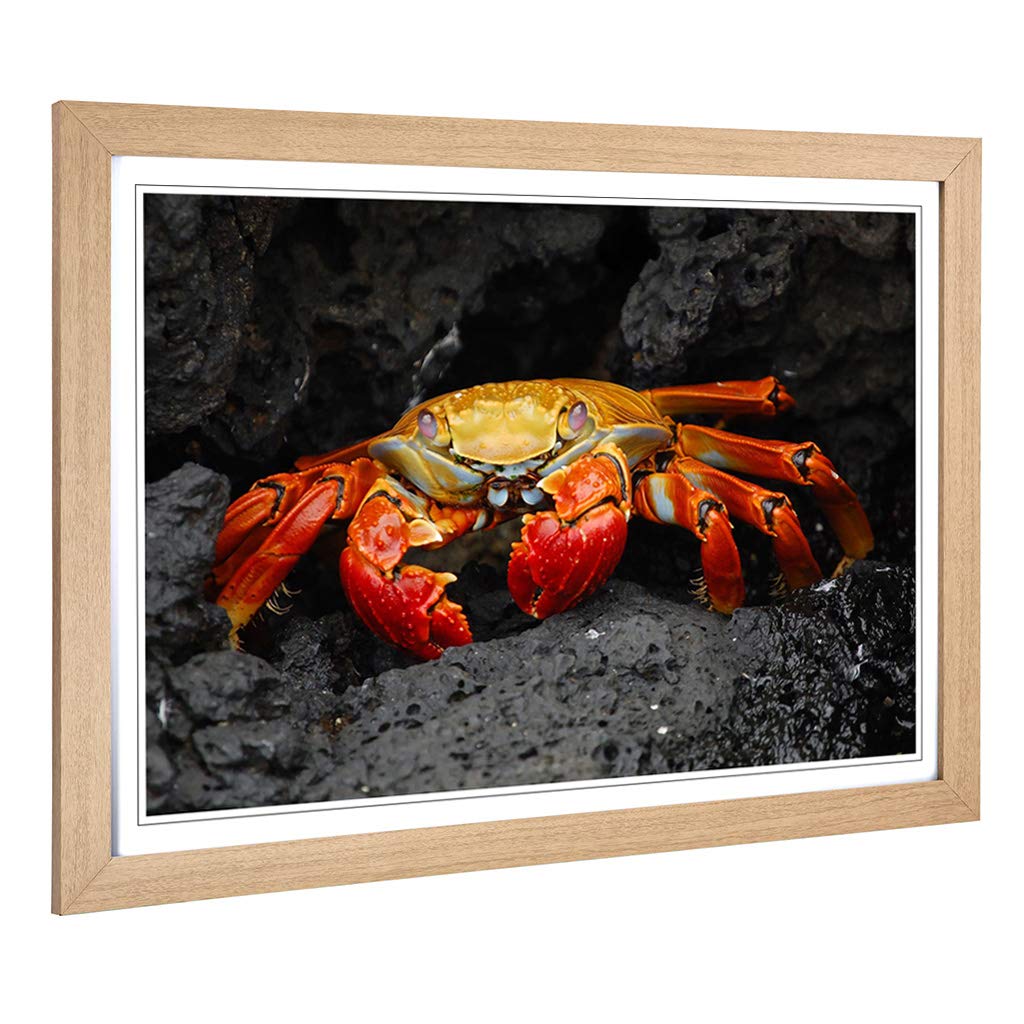 Big Box Art Framed Print of Crab 2 Design | Wall Art Picture | Home Decor for Kitchen, Living, Dining Room, Lounge, Bedroom, Hallway, Office, Oak, A2 / 24.5x18 Inch / 62x45cm