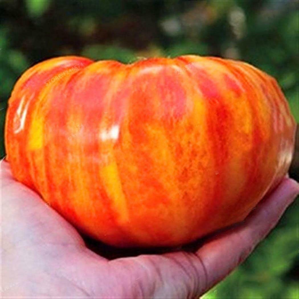 M-Tech Gardens Rare Tomato " Rainbow " Exotic 100 Vegetable Seeds for Growing