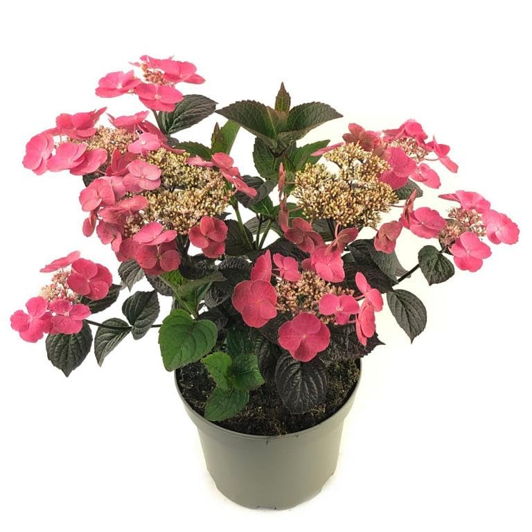 Tellerhortensie Hydrangea serrata 'Daredevil' – kompakte, winterharte Gartenhortensie mit rotem Laub im 3L Topf – ideal für Beet, Kübel & Balkon