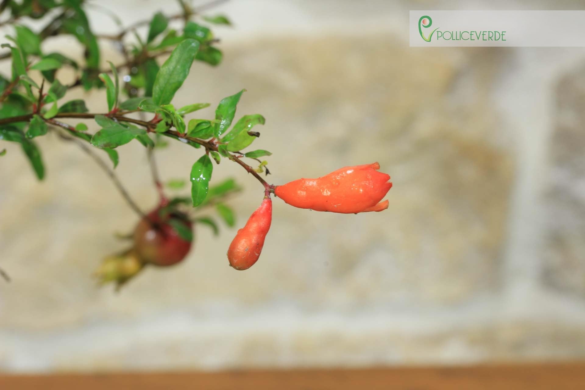 Pollice Verde - Bonsai Melograno Nano (Punica Granatum) 9 Anni – Pianta Vera da Esterno con Fiori Vivaci e Frutti – Vaso in Ceramica Smaltata – Idea Regalo per Giardino