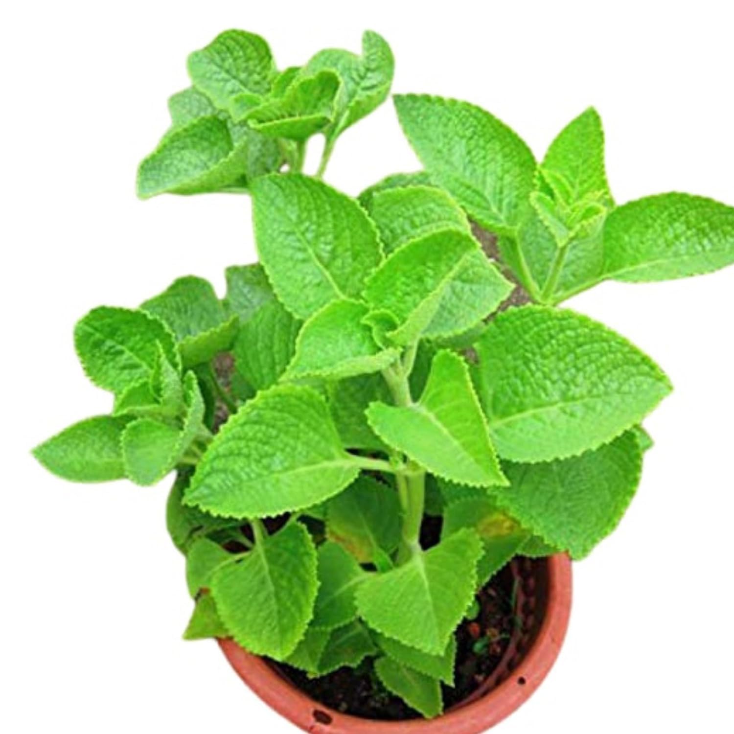 Plants Point Ajwain Herb Plant With Pot (B08BTWSG3R) Amazon Price History, Amazon Price Tracker