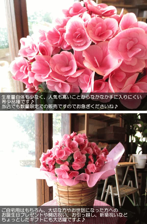 ベゴニア　クリスマスキャンドル 花苗　ゼラニウム　バラ ベゴニア クリスマスキャンドル 花苗 ゼラニウム バラ - メルカリ