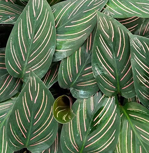 imperata cylindrica 'red baron Imperata cylindrica 'Rubra'