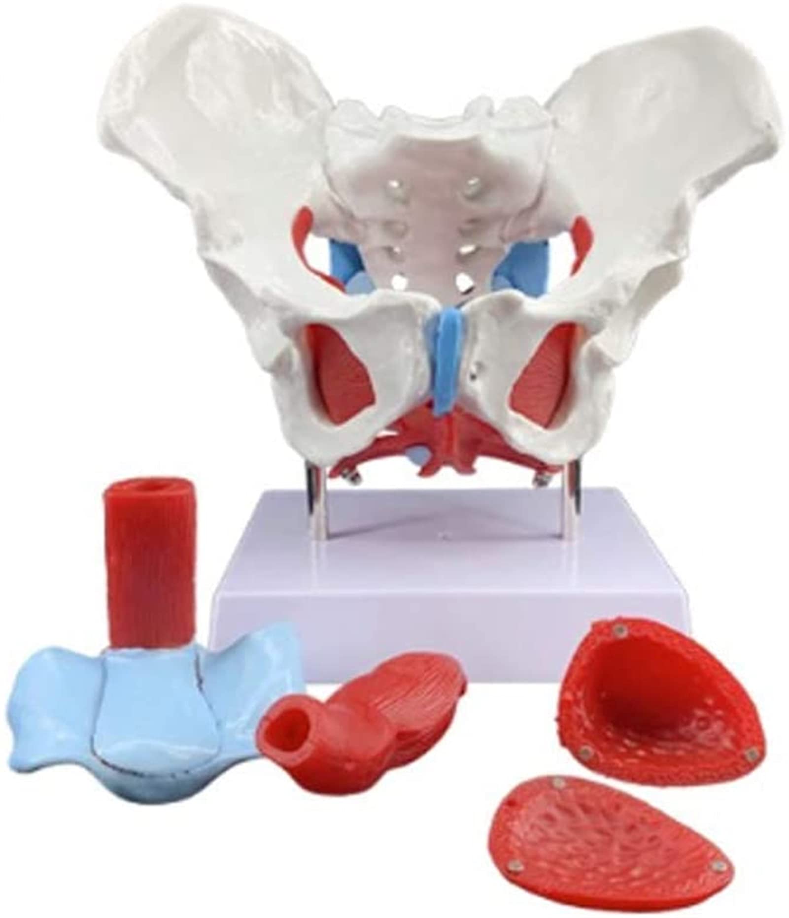 PROFESSIOONAL Study Model Educational Model Female Skeletal Pelvic Model, Anatomy Human Female Life Size Pelvic Floor Muscle Model with Removable Organs for Medical Teaching Aids,Medical Models