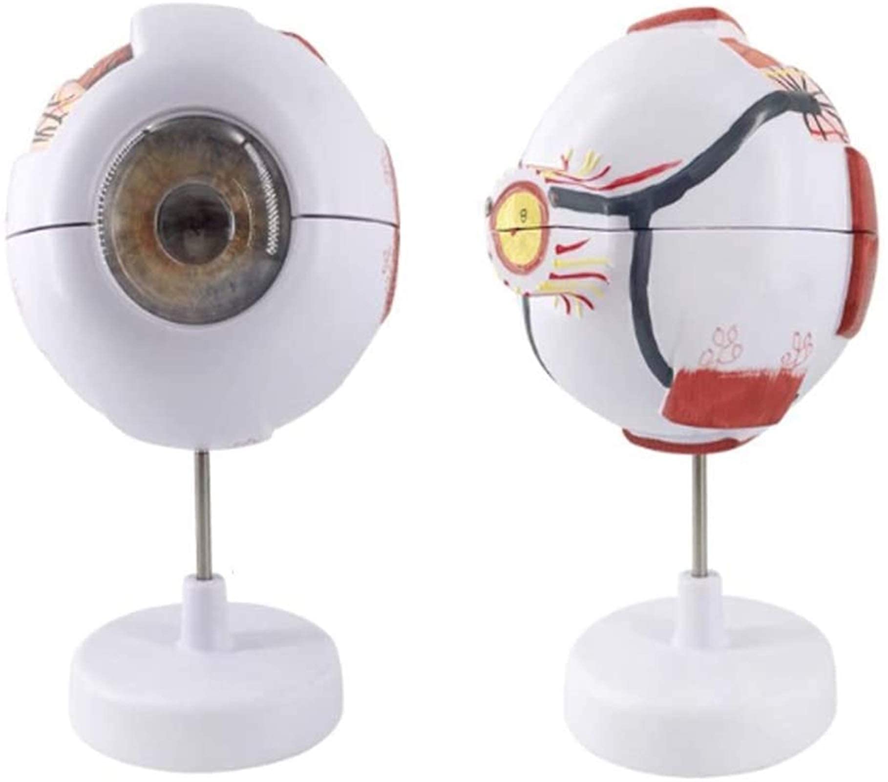 Modèle D'étude Modèle D'éducation Modèle Modèle D'anatomie Médicale Du Globe Oculaire Humain, Structure Anatomique De L'œil De L'étude De Matériel Médical Étude Des Outils D'affichage D'apprentissage