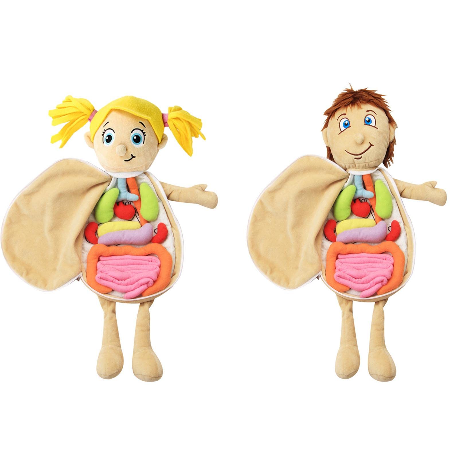 Buy Human Body Anatomy Toy, Montessori Preschool Educational Organ