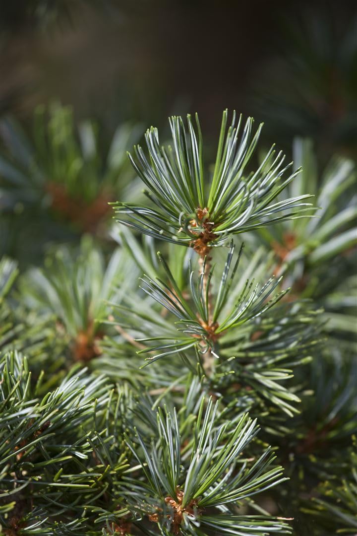 Schwarzkiefer Pinus nigra Hornibrookiana 40-50 cm winterhart immergrün