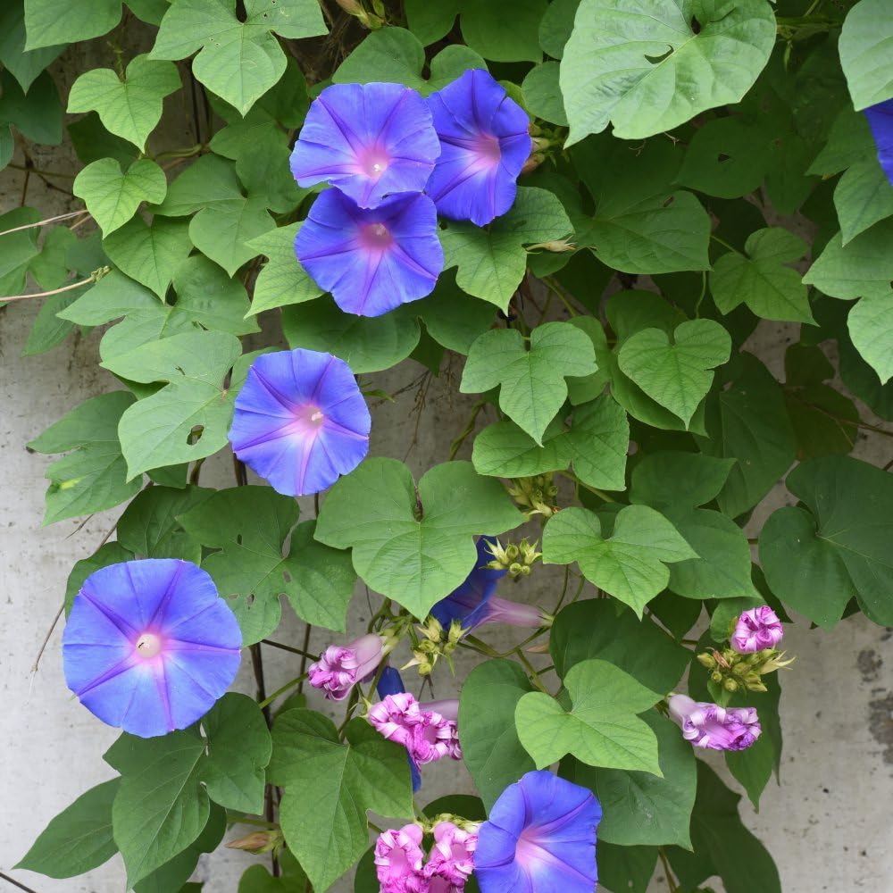 Morning Glory 'Blue' - Vigorous Twining Climber with Exotic Purple-Blue Trumpet Flowers, Perfect for Screening and Adding Colour to Gardens - - 1x 10.5cm Potted Plant By Thompson & Morgan