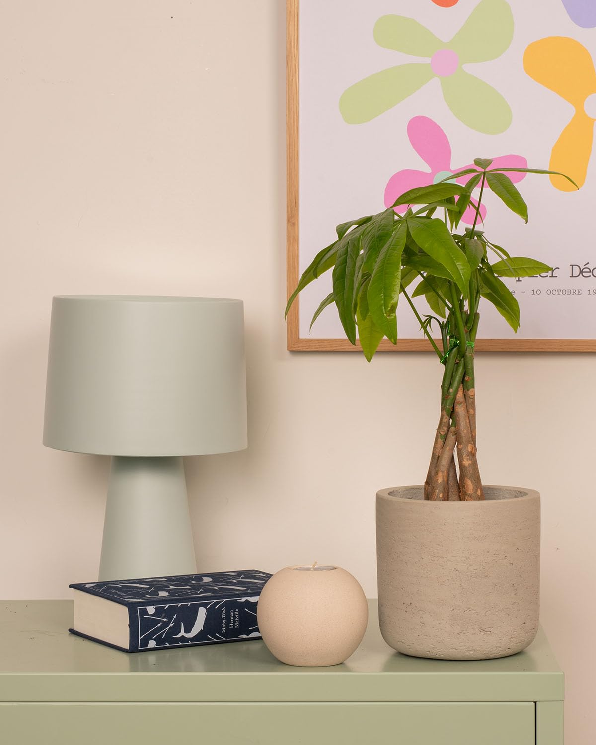 Prickle Plants Money Tree - Indoor Decorative Tree with Distinctive Foliage, Easy Care Plant for Home or Workspace (30-40cm incl. 12cm Pot)