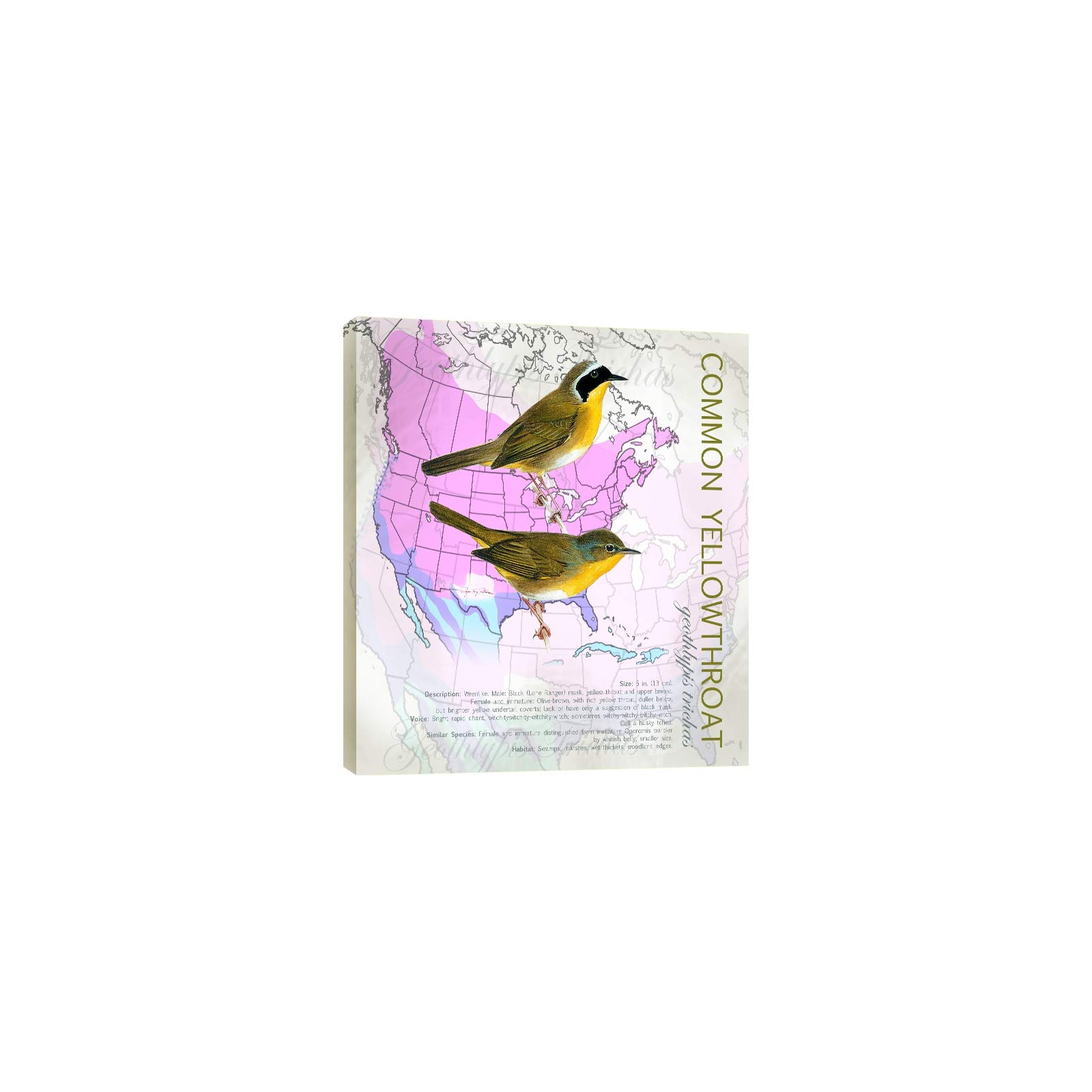 Tree Free Common Yellowthroat Eco Art Plaque, Multi-Colour