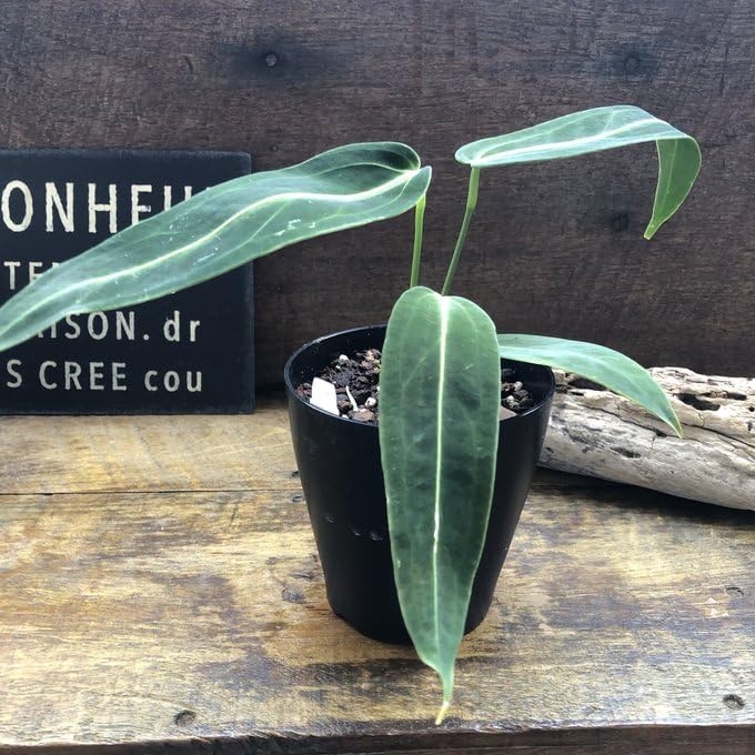 Amazon｜アンスリウム ワロクアーナム 「Anthurium warocqueanum