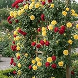 DUTCH BULBS EXCLUSIVE PLANTS FROM HOLLAND