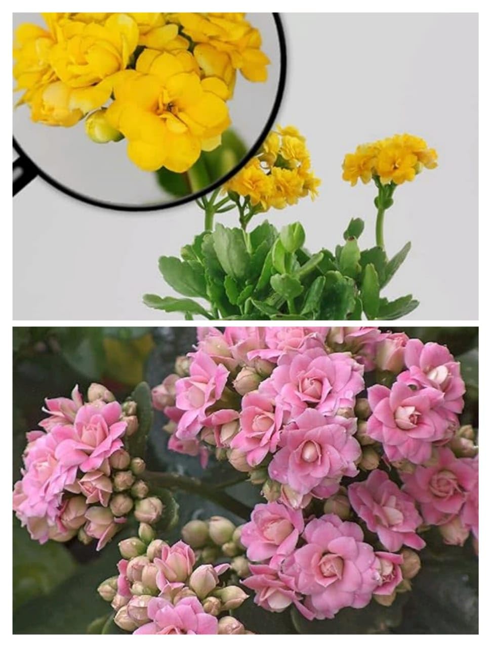 Guruji Plantation Combo Yellow & Pink Kalanchoe Flower Live Plant with Beautiful Pot (Pack of 2) (B0C4JPZ9TX) Amazon Price History, Amazon Price Tracker