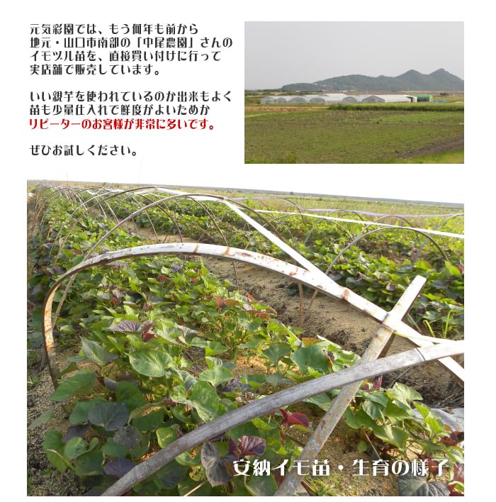 Amazon.co.jp: ＼6月上旬頃お届け／サツマイモ 苗 販売【中尾農園さん