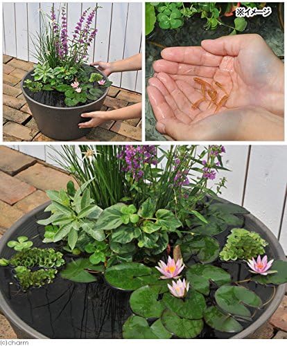 Amazon ビオトープ めだか はじめての睡蓮セット 姫睡蓮赤 メダカ睡蓮鉢グレー ヒメダカ 浮き草他 １セット 説明書付 本州四国限定 休眠株 栽培キット オンライン通販