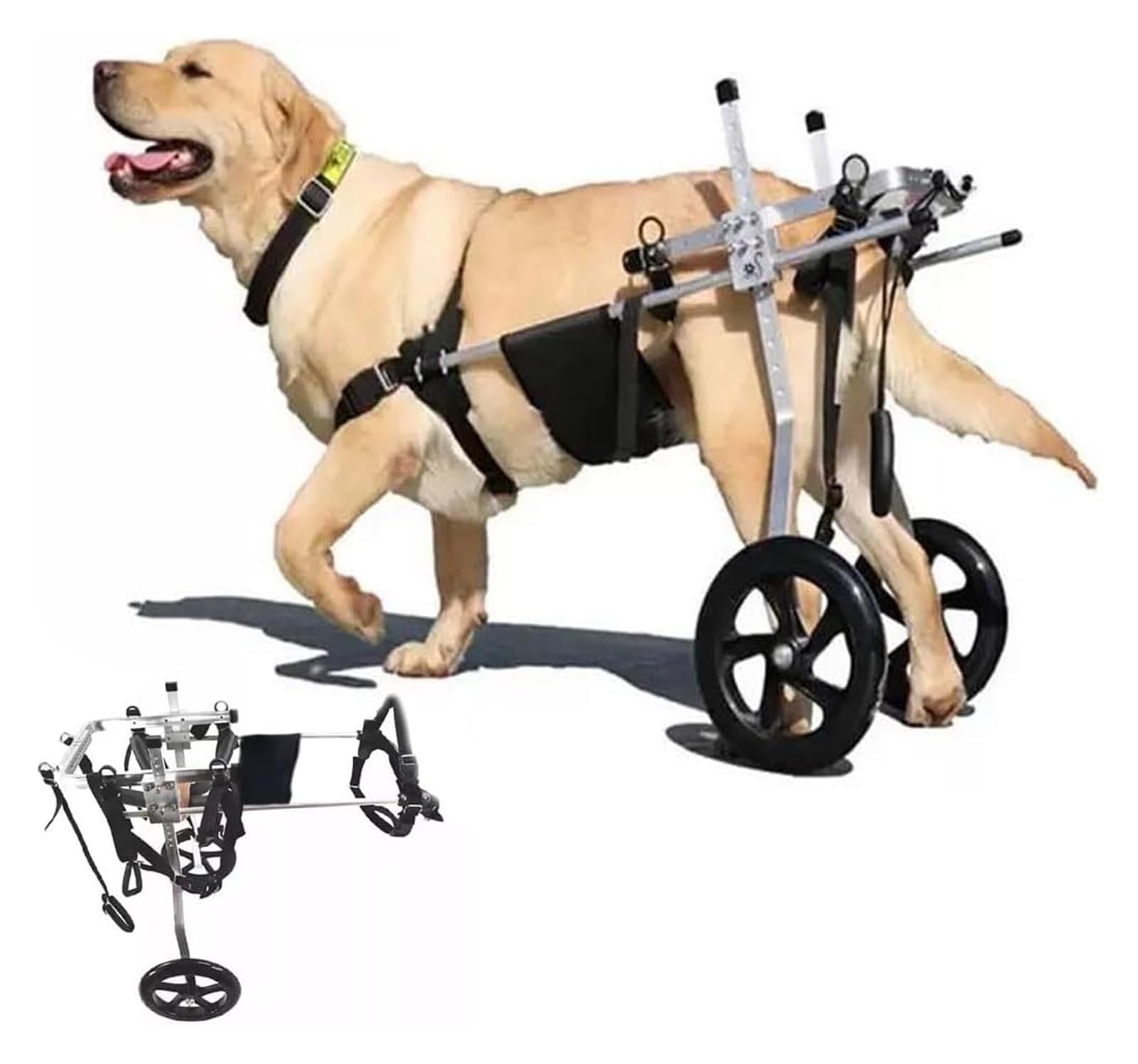 Grand chariot de mobilité pour chiens handicapés : le retour des balades en forêt
