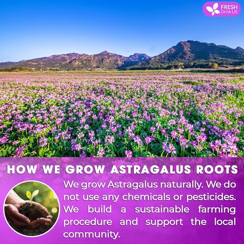Image of FreshDrinkUS, Premium 75 Astragalus Root Tea Bags, 100% Natural & Pure from Astragalus Root. Astragalus Root Herbal Tea. Made with Natural Material Tea Bags. No Sugar, No Caffeine, No Gluten, Vegan.