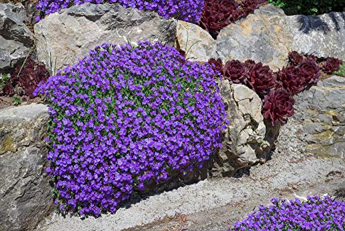 ScoutSeed Aubrieta Deltoidea Royal Violet, Aubreitia 120 Semillas