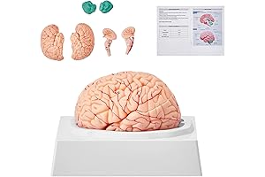 Brain Model for Kids - VEVOR Human Brain Model Anatomy 9-Part
