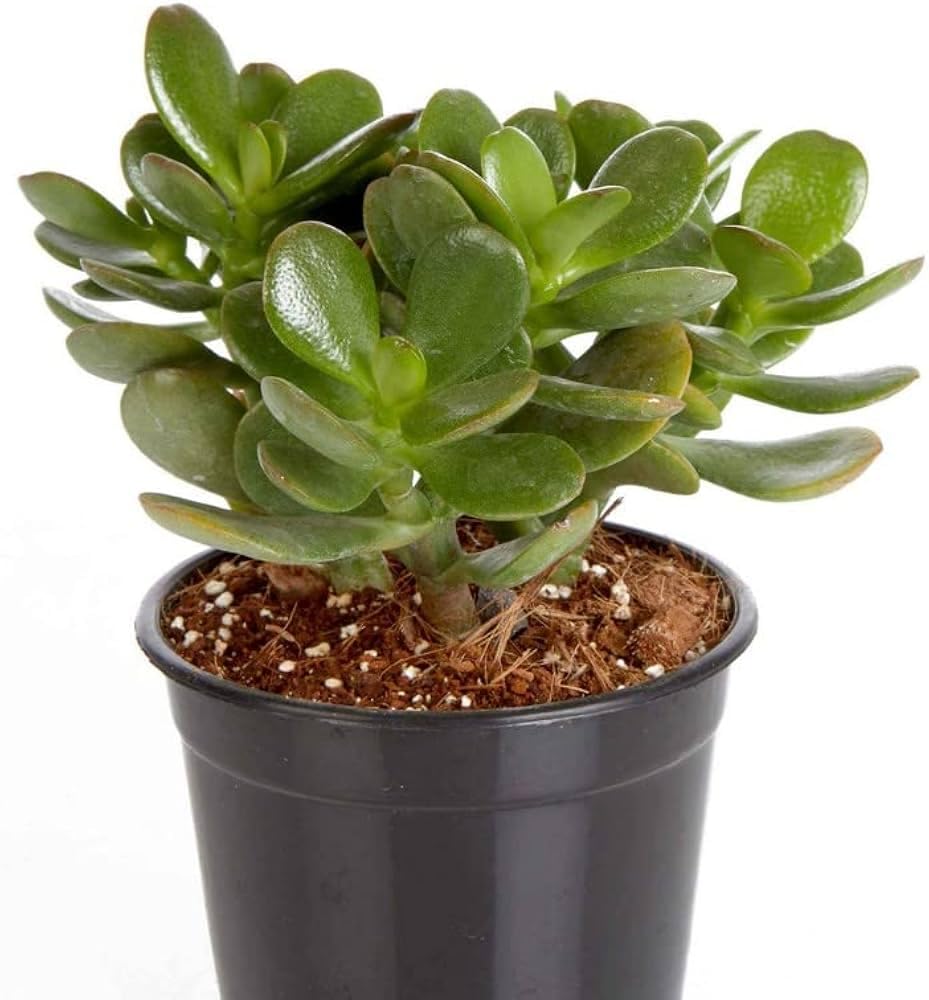 Good Luck Jade Plant Crassula Ovata – Indoor Succulent for Office Table, Pack of 1