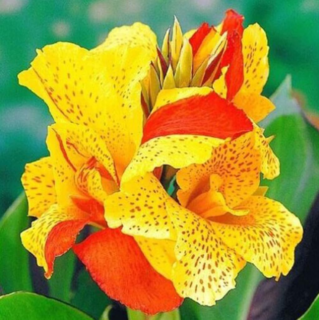 Amazon.com : 10pcs Canna Lily Seeds Canna x Generalis Cleopatra