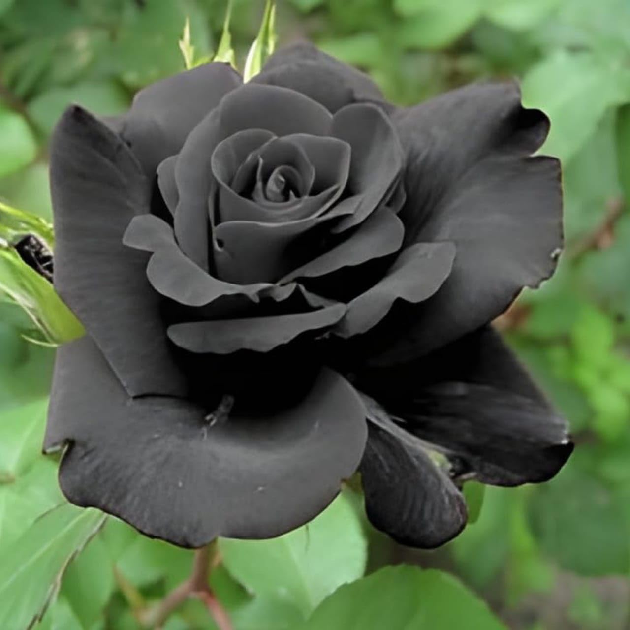 Rare All season GRAFTED Climbing Hybrid Double Petal 1 Healthy Decorative Flowering Live plant for Home Garden tree Plant Height 1-1.5 fet Live Rose Plants with pot (Black Rose Plant) (B0D9PH13G6) Amazon Price History, Amazon Price Tracker