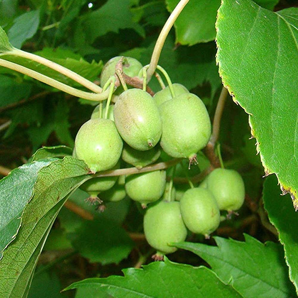 Kiwi Actinidia arguta 'Issai' Deciduous Hardy Climbing Fruit Shrub | 9cm Pots