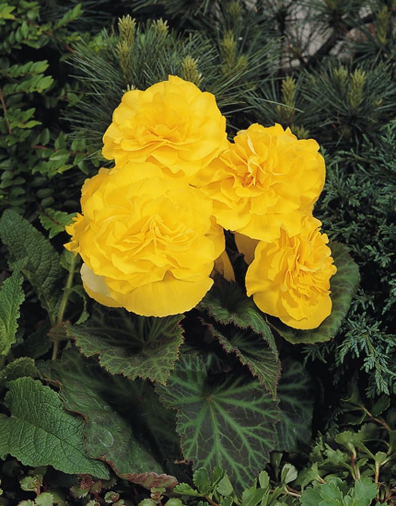 Imported Begonia Flower Hybrid Bulbs For Home Gardening Planting (Nonstop Mocca Yellow Begonia, Pack Of 2 Bulbs)-image-14