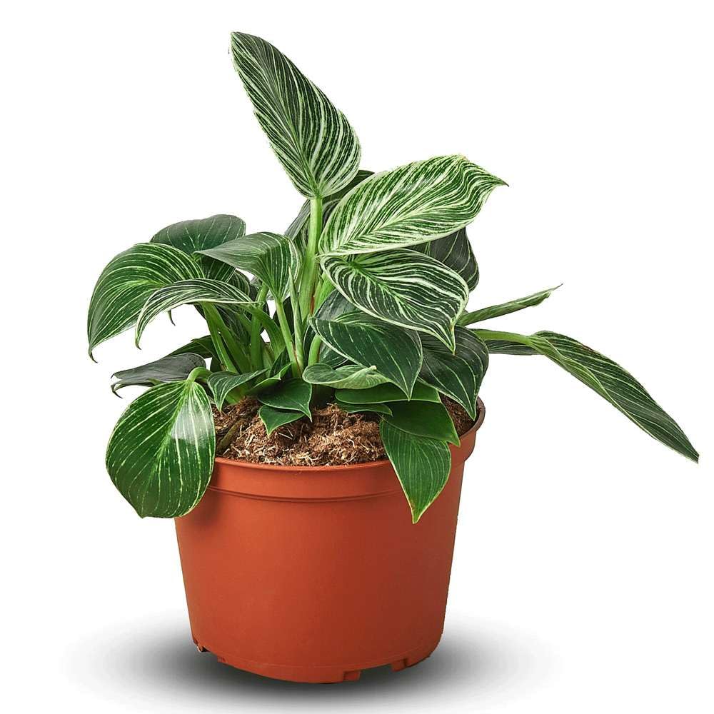 send a succulent plant A Happy Hello | Potted Plant Gift