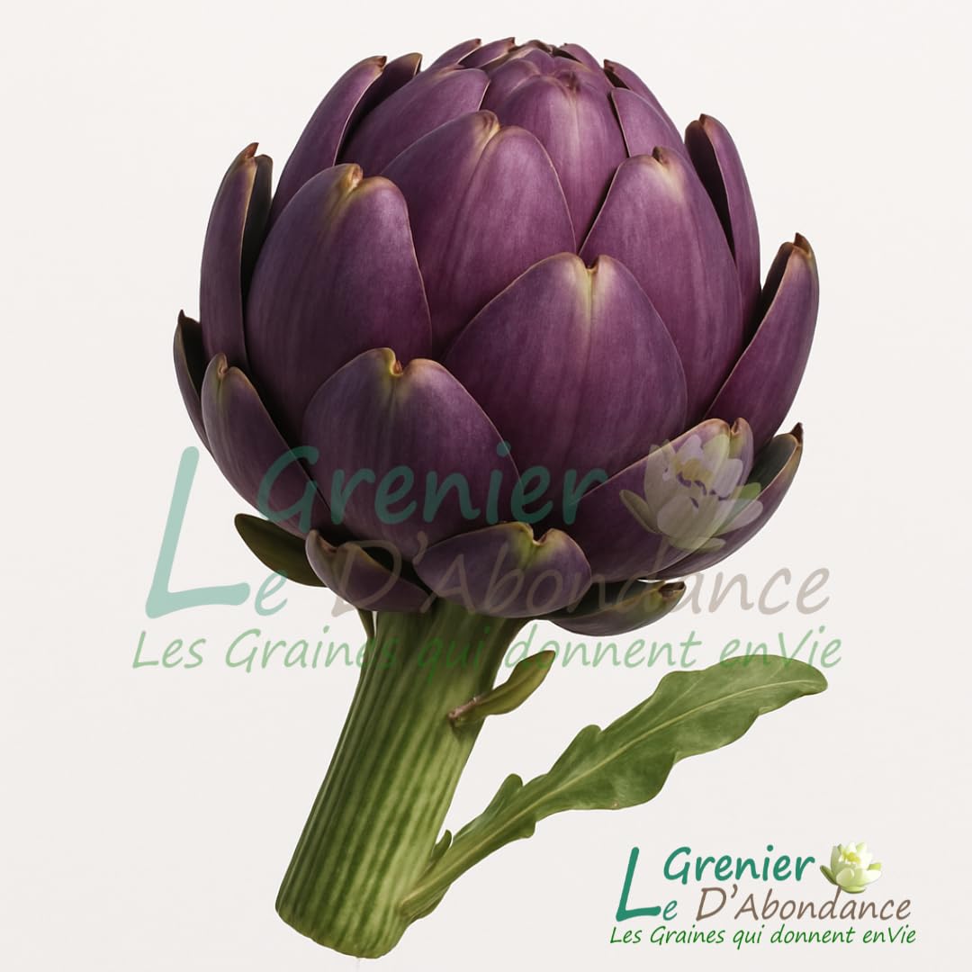 Le Grenier d'Abondance ARTICHAUT Violet de Provence Cynara scolymus 10 graines