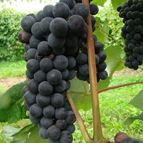 M-Tech Gardens Live Rare Exotic Tropical Fruit Grape Vitis Vinifera Black Seedless Plant - Set of 1