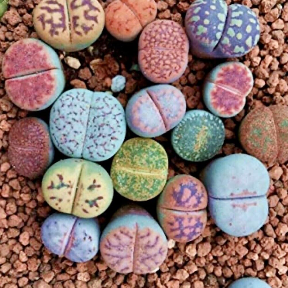 Semi Per Piante Per Decorazione Del Giardino, Lithops Pietre Vive Rare Pianta Succulenta Bonsai Da Giardino Decorazione Balcone - Semi Succulenti (100 Pezzi - Foto 10