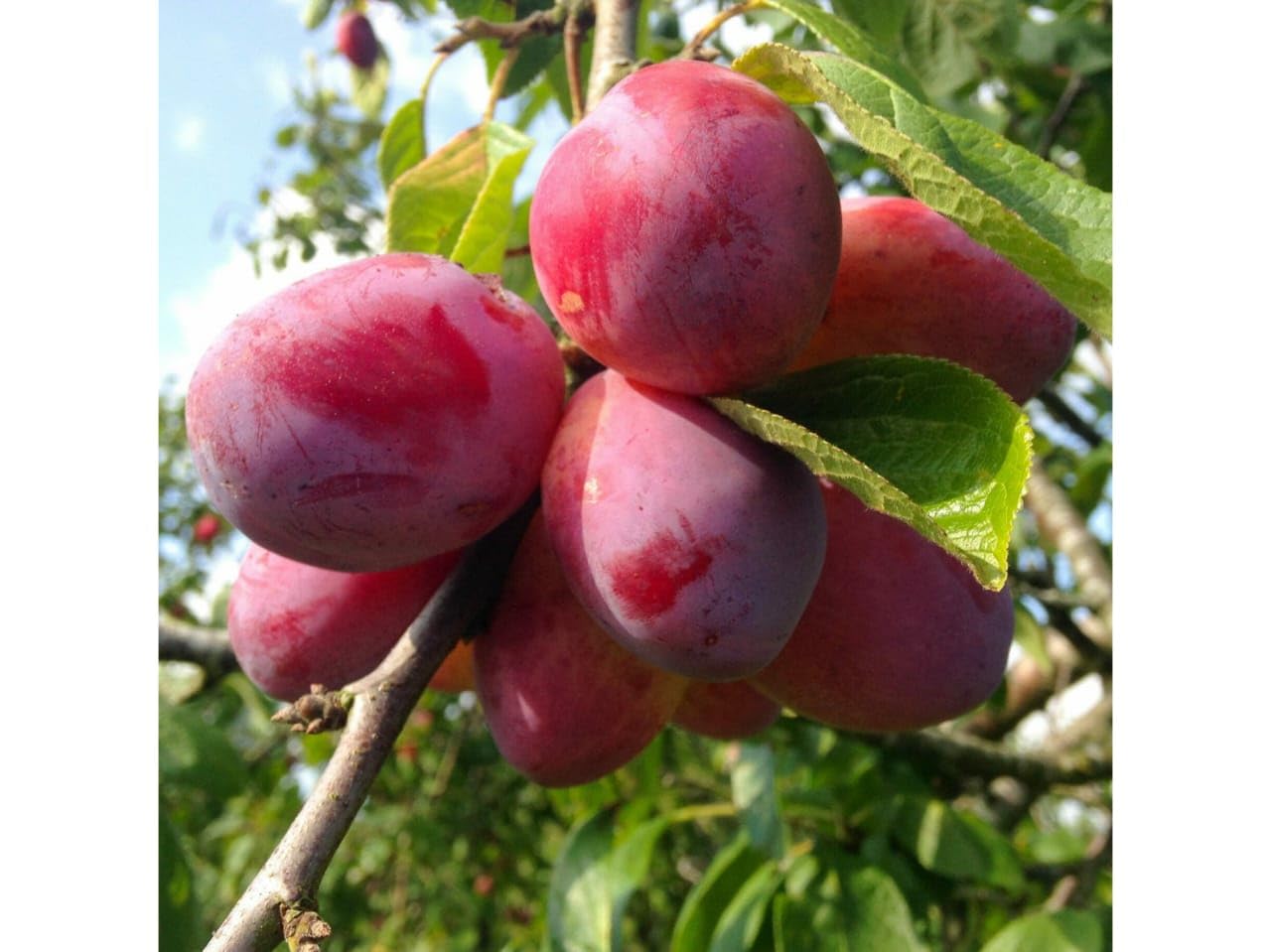 NEW DEBNATH NURSERY Plants` Aloo Bukhara Variety Fruit (Cutting/Grafted) Live Plants & Tree Healthy Fruit Plant (Plum Live Plant) (Plum Grafted Plant) SDAF521 (B0CNX6LQC8) Amazon Price History, Amazon Price Tracker