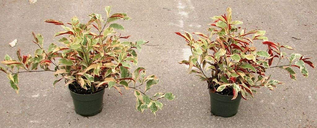 Creative Farmer Live Shrub Plant Chinese Croton Excoecaria Bicolor Variegated Bushy Garden Fruit Plant (1 Healthy Live Plant) (B08P5QK1ZS) Amazon Price History, Amazon Price Tracker