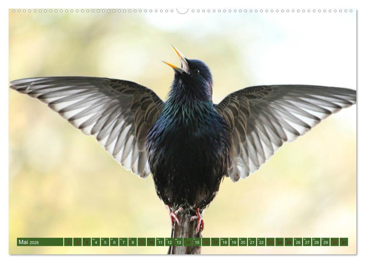 Nachwuchs bei Familie Star (hochwertiger Premium Wandkalender 2026 DIN A2 quer), Kunstdruck in Hochglanz: Brutzeit der Stare (CALVENDO Tiere)