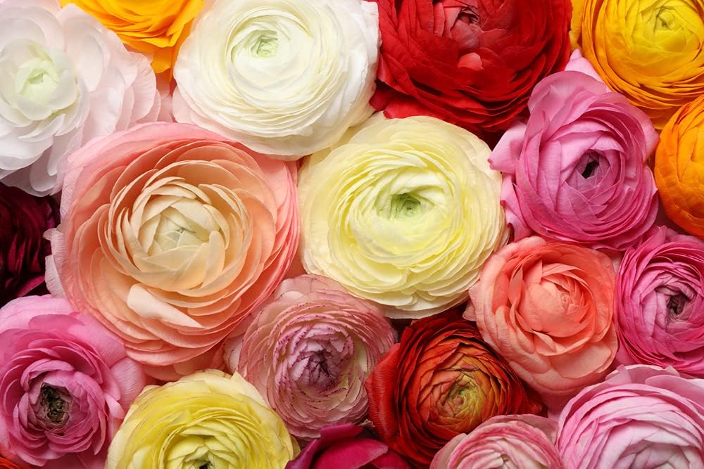 6 Mixed Ranunculus Bulbs - 6 Large Healthy Bulbs for Planting
