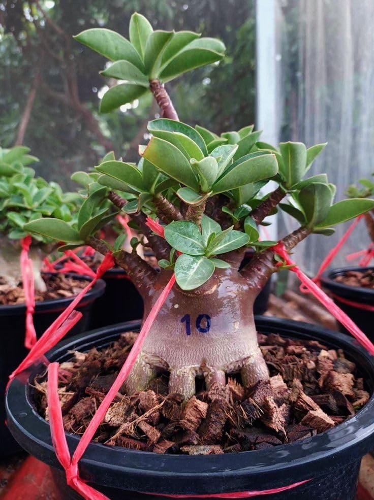 Image of Hybrid Adenium Live Plant - Mix Color | Desert Rose | Multi-Colored Blooms | Easy to Care For | Ideal for Indoor & Outdoor Decoration | Unique Sculptural Form (ARABICUM)