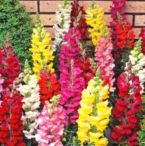 1 Pack of 300 SEEEDS Giant Snapdragon Mix | Antirrhinum Majus