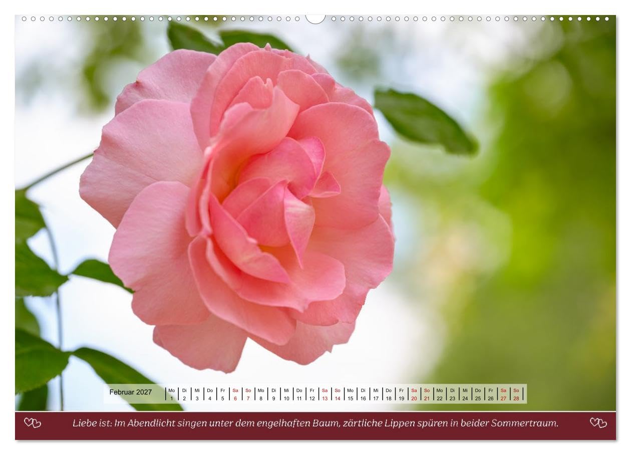 Rosen, Liebe ist (hochwertiger Premium Wandkalender 2027 DIN A2 quer), Kunstdruck in Hochglanz: Rosen und Poesie, ein Füllhorn an Liebe über das Jahr. (CALVENDO Natur)