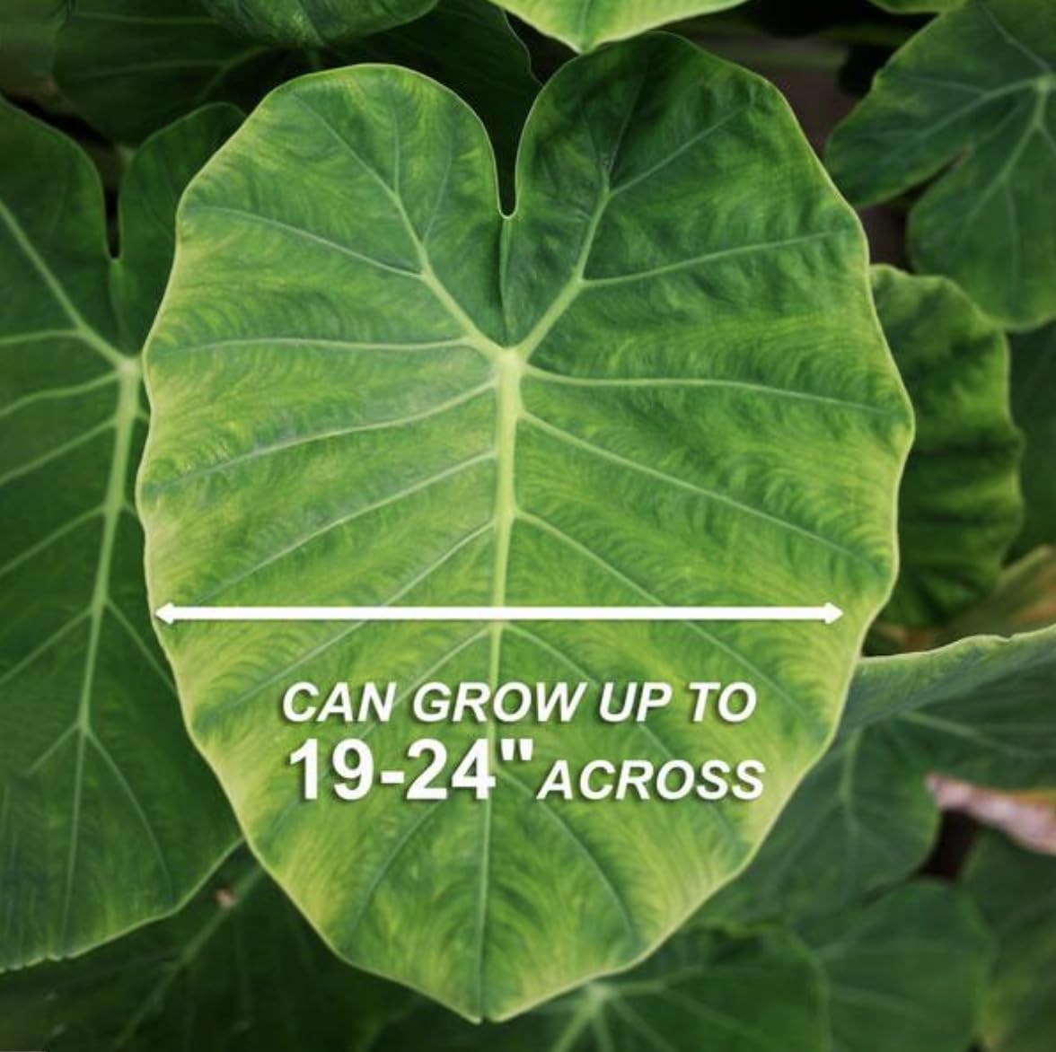 Amazon.com : 20 Green Elephant Ear Taro Bulbs - cocoyam, dasheen, eddo,  Egyptian Ginger, IMO, kalo, colocasia antiquorum, IMO, Dalo, Taro : Patio,  Lawn & Garden