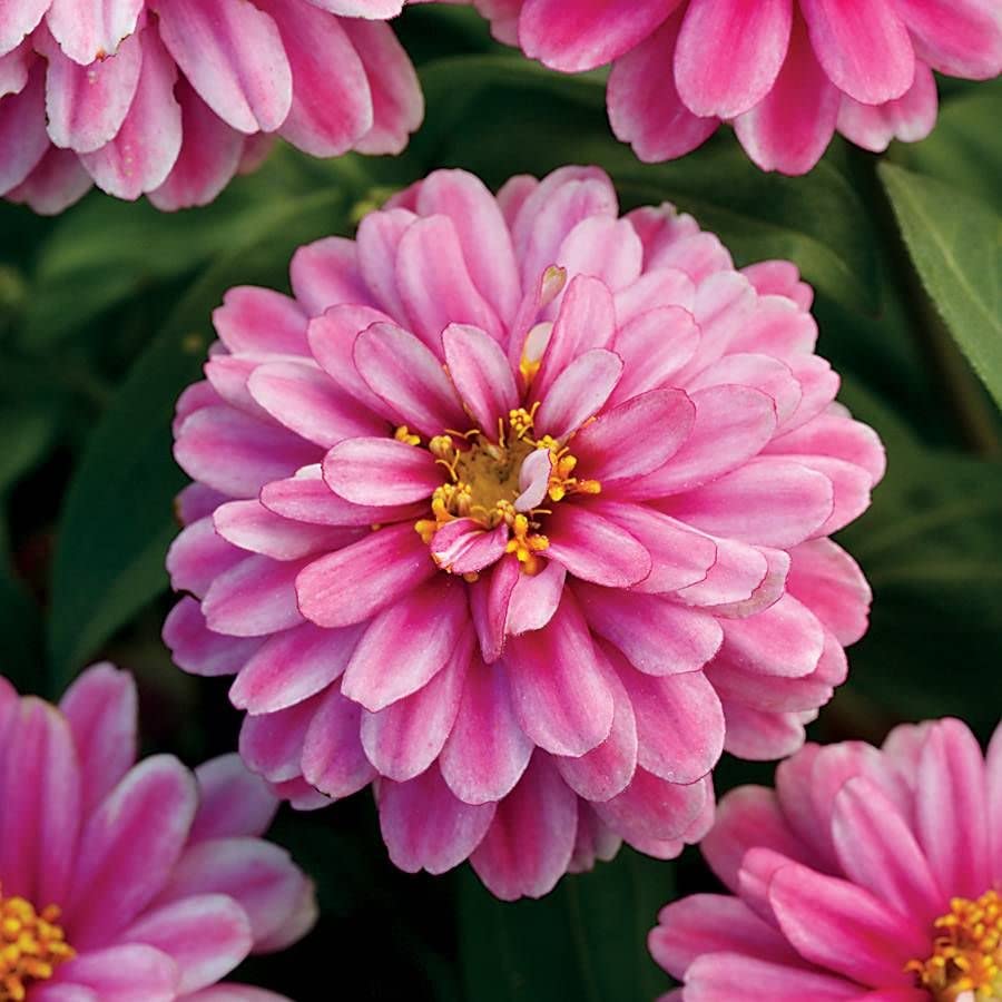 Park Seed Zinnia Seeds Planting Flowers Easy to Grow Non-GMO Perfect for Spring Garden Dreamland Pink Pack of 25 product thumbnail 9