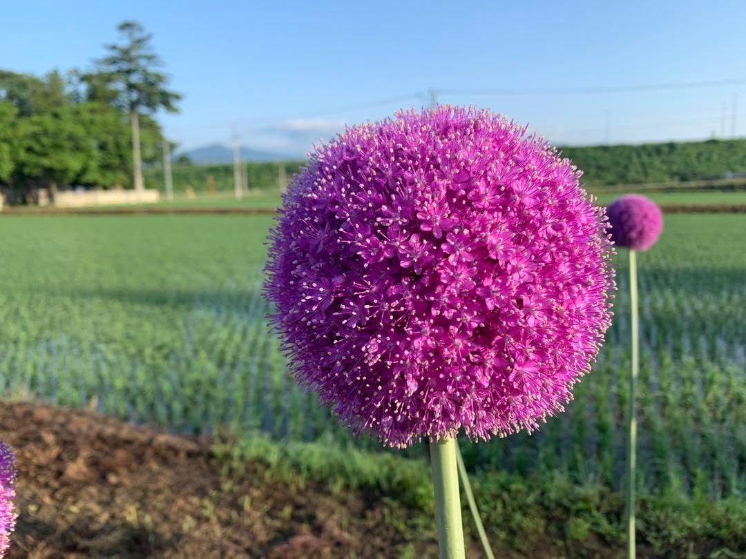 ギガンチューム球根 25個セット 1120g 2025年最新】アリウム