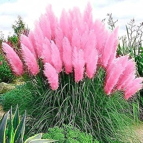 Graines de Cortaderia Selloana PERZOE Cover