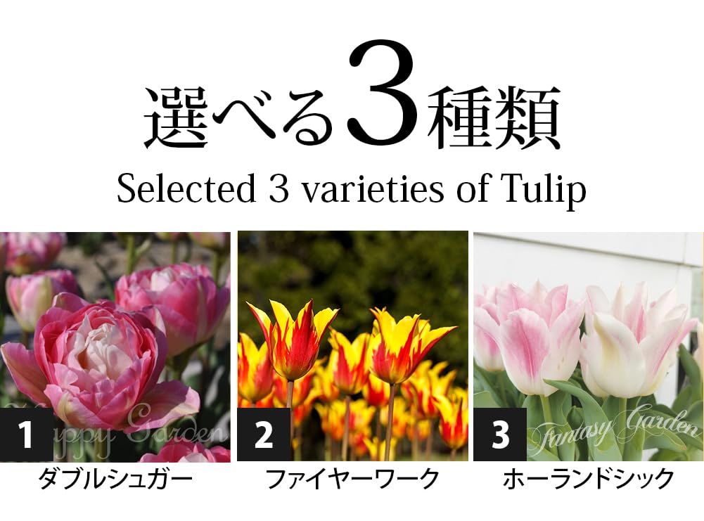 Amazon.co.jp: [World Fantasy Garden] 球根 チューリップ 水耕栽培