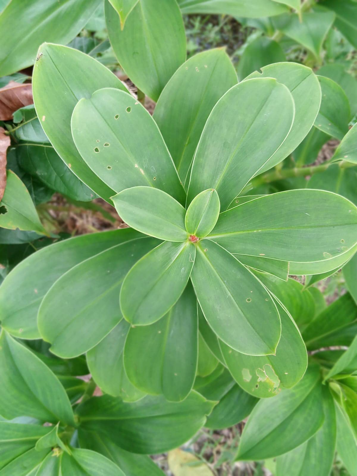 Rare Insulin Plant Live Plant for Diabetic treatments. (B09HJJF4JW) Amazon Price History, Amazon Price Tracker