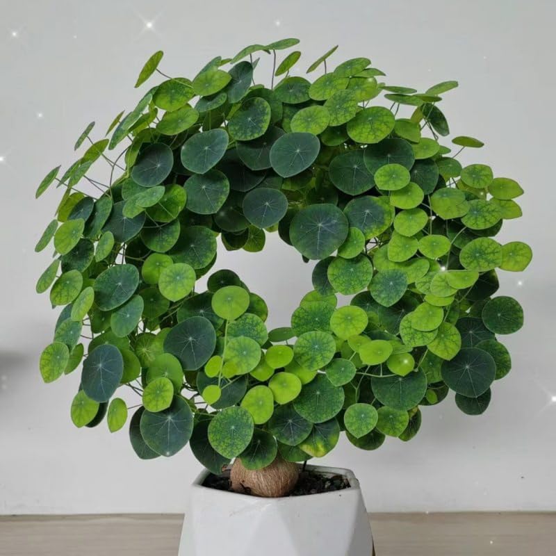 Stephania Cephalantha Plant, Rare Caudex Succulent with No Hair Roots, 2.5-3 Inches for Indoor Planting