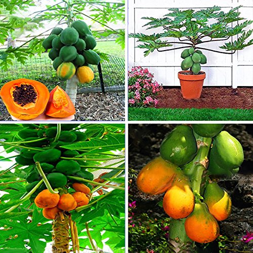 GGOOT Egrow 15Pcs/Pack Carica Papaya Seeds Organic Edible Fruit Sweet Papaya Bonsai Outdoor Tree Seed
