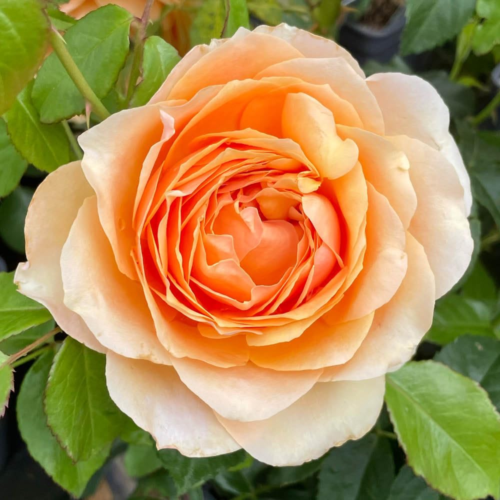 YouGarden Harkness Roses Robin's Rose, Gift Wrapped Floribunda Shrub 4 Litre Pot, Apricot Gold Medium Fragrance Repeat Flowering