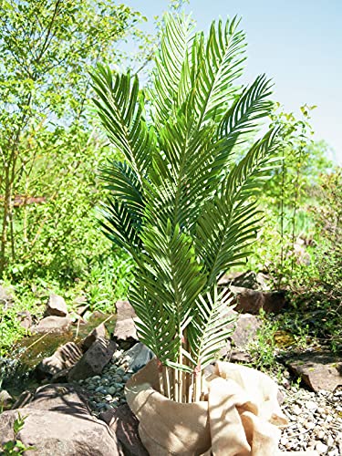 Europalms 82511361 Kentia Palma, 140 cm