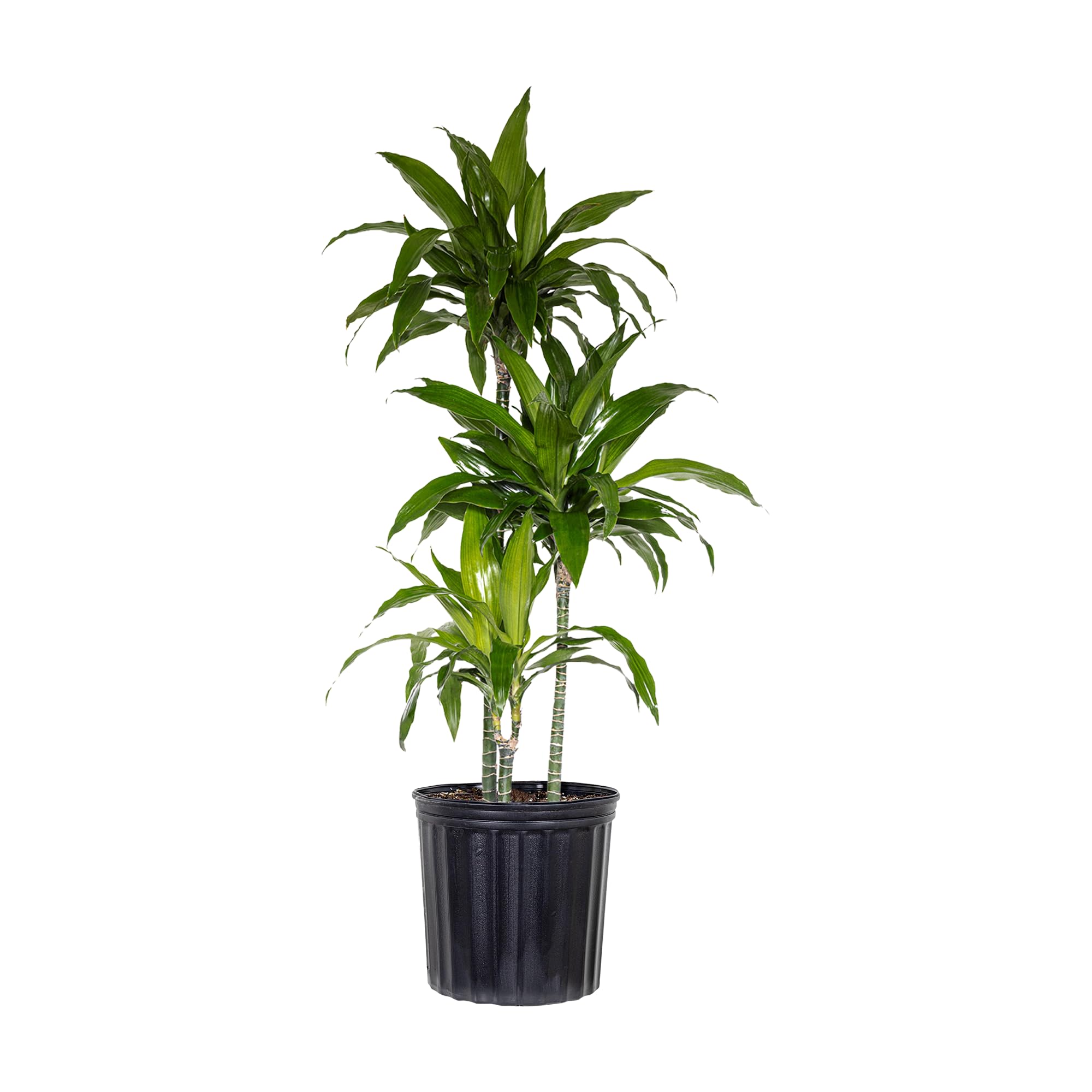 Dracaena Janet Craig Live Plant